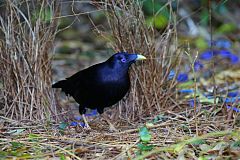 Satin Bowerbird